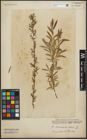 Foto von Salix purpurea L. x Salix repens L.